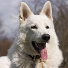 Hvid schæfer Czingaro The White Diamon