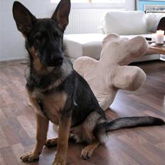 Schæferhund Abardi Chaos