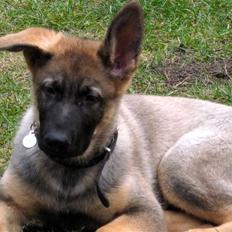 Schæferhund Abardi Chaos