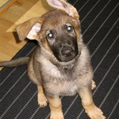 Schæferhund Abardi Chaos