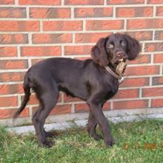 Langhåret hønsehund Chica