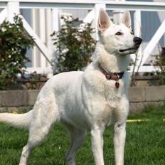 Hvid schæfer Kennel Assia's Athene