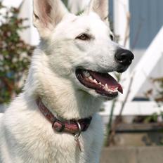 Hvid schæfer Kennel Assia's Athene