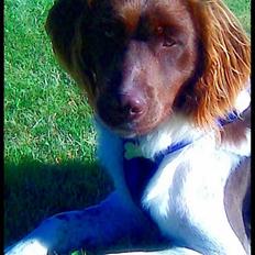 Kleiner münsterländer  | Balder