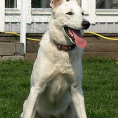 Hvid schæfer Kennel Assia's Athene