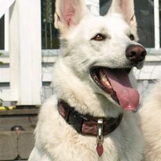 Hvid schæfer Oxholm's Assia