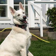 Hvid schæfer Oxholm's Assia