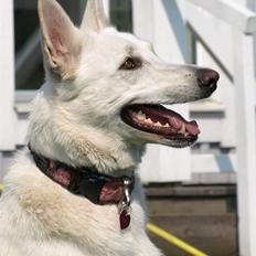 Hvid schæfer Oxholm's Assia