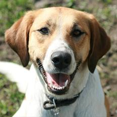 Blanding af racer Bella<3