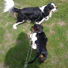 Cavalier king charles spaniel Chicco