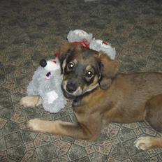 Blanding af racer Shivas