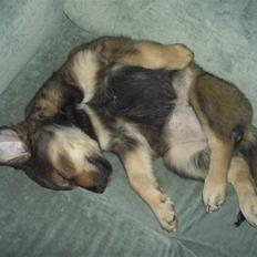 Blanding af racer Shivas