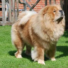 Chow chow cracher