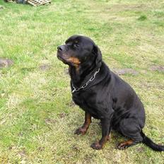 Rottweiler Poscha R.I.P