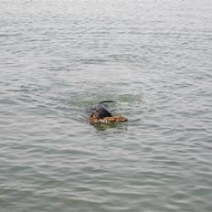 Rottweiler Poscha R.I.P