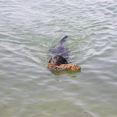 Rottweiler Poscha R.I.P