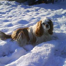 Cavalier king charles spaniel Gunnar R.I.P.