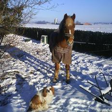 Cavalier king charles spaniel Gunnar R.I.P.