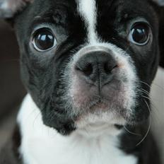 Boston terrier ** Ugly Betty ** 