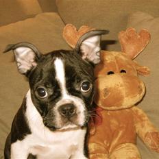 Boston terrier ** Ugly Betty ** 