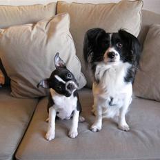 Boston terrier ** Ugly Betty ** 