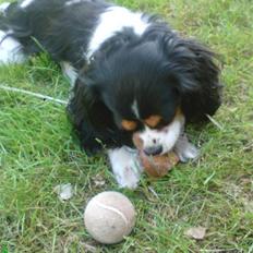 Cavalier king charles spaniel chianti