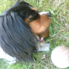 Cavalier king charles spaniel chianti