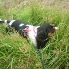 Cavalier king charles spaniel chianti