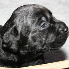 Labrador retriever Lab Tasso Blue Bell