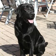 Labrador retriever Lab Tasso Blue Bell