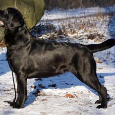 Labrador retriever Lab Tasso Blue Bell