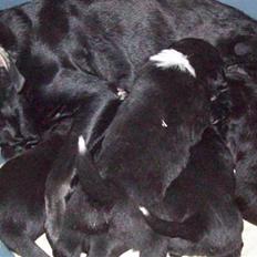 Blanding af racer Irma;O)