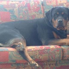 Rottweiler shiva/R.I.P