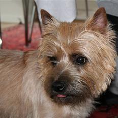 Cairn terrier Sweet Beauty Holger  