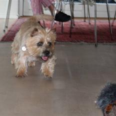 Cairn terrier Sweet Beauty Holger  