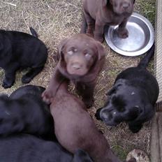 Labrador retriever Kenzo