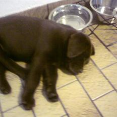 Labrador retriever Kenzo