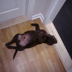 Labrador retriever Kenzo