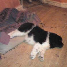 Newfoundlænder Frigg