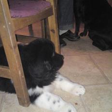 Newfoundlænder Frigg