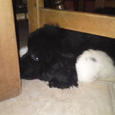 Newfoundlænder Frigg