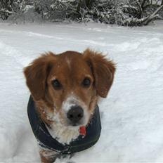 Nova scotia duck tolling retriever Chang