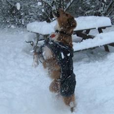 Nova scotia duck tolling retriever Chang