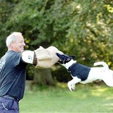 Glathåret foxterrier 2002 Je-ma Spot Kalle-and