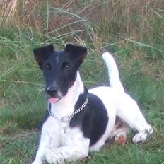 Glathåret foxterrier 2002 Je-ma Spot Kalle-and