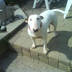 Bullterrier Shelby