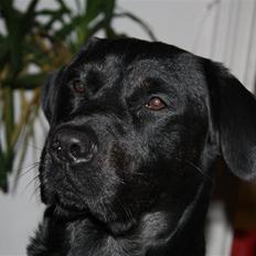 Labrador retriever Django