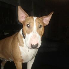Bullterrier Brauners Donna - Tasja 