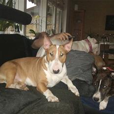 Bullterrier Brauners Donna - Tasja 