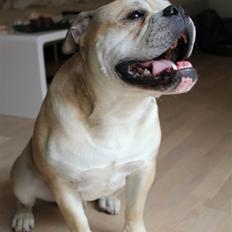 Olde english bulldogge Buffy's Junior